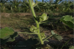 Hibiscus lunariifolius
